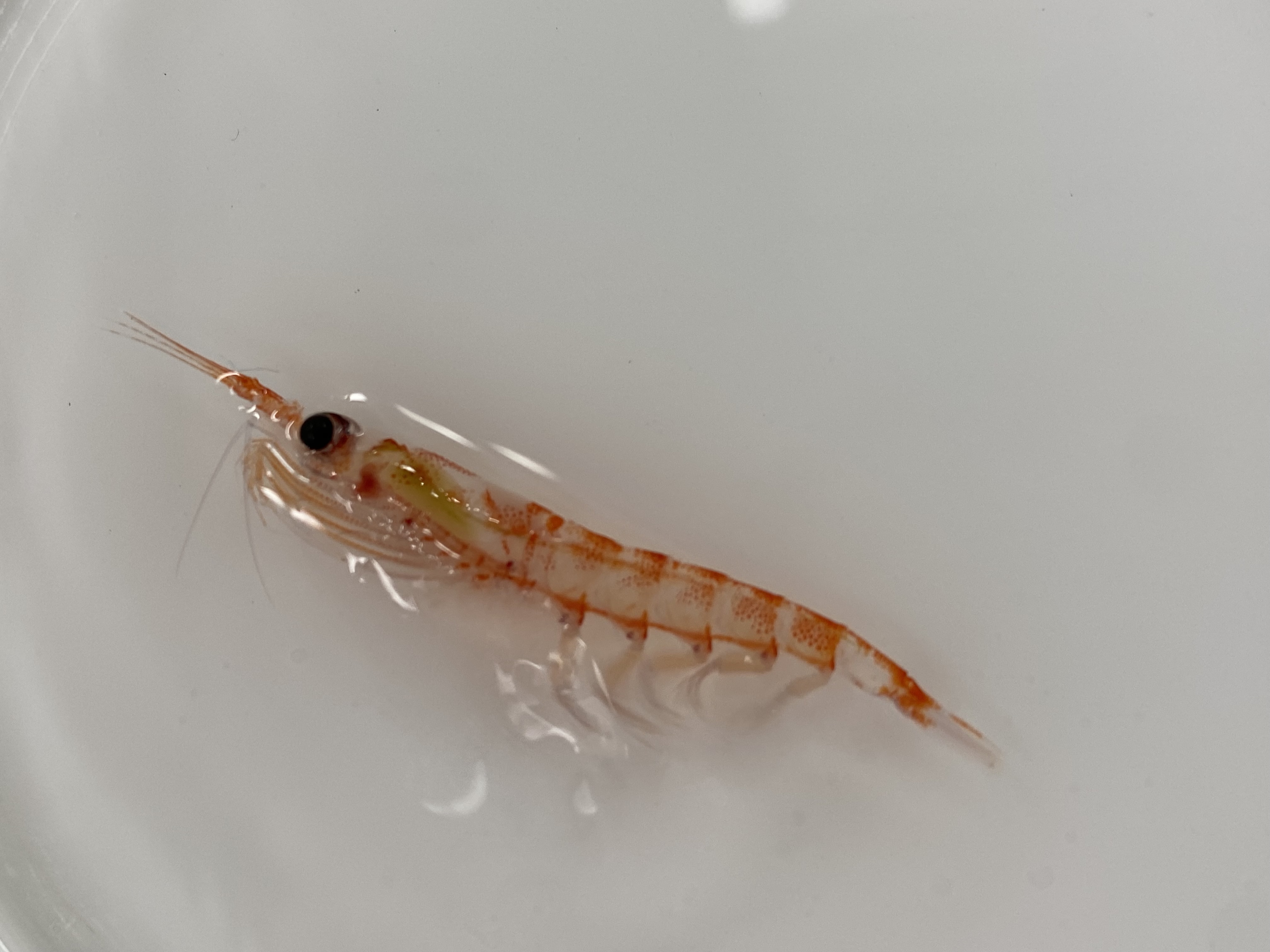 Carbon sequestration by Antarctic krill and salps